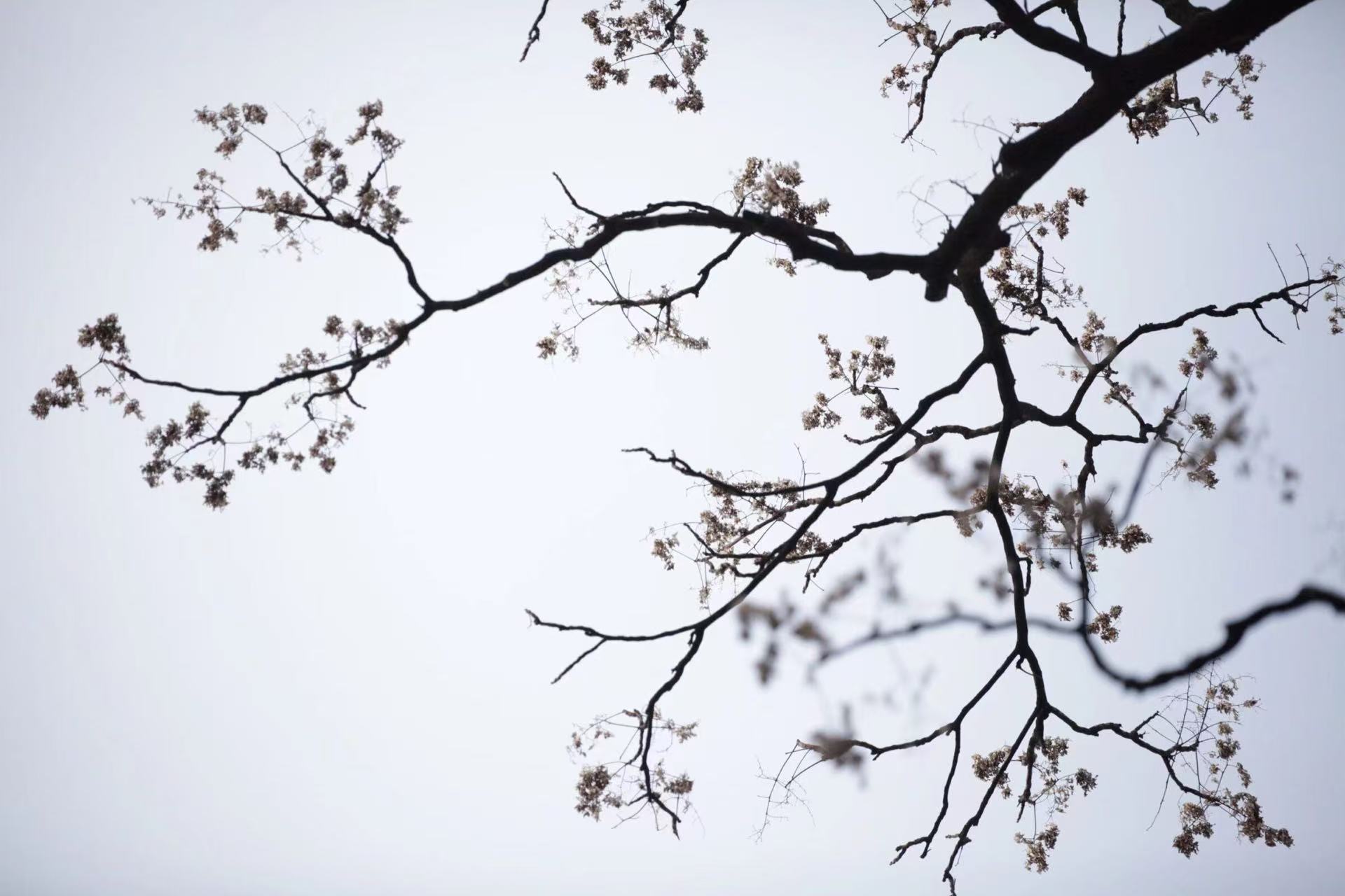 A photo of flowers blooming on a branch in spring